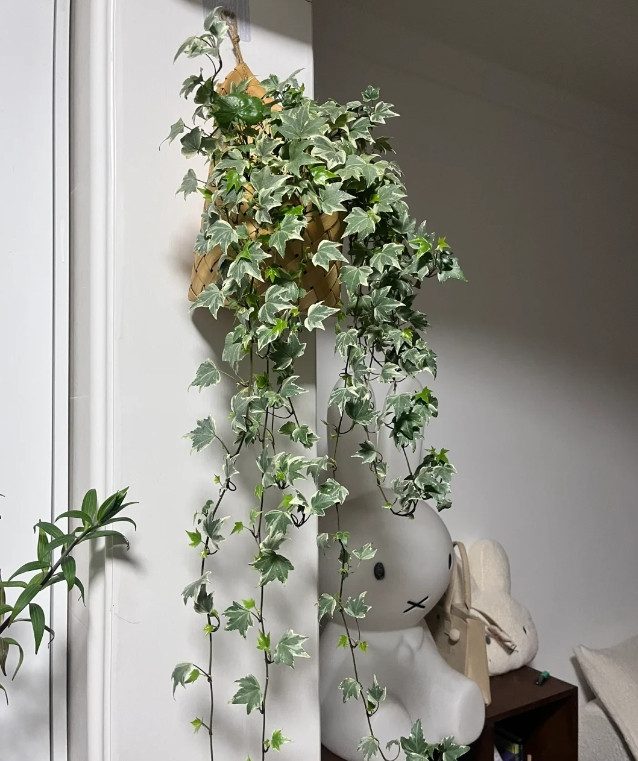 新手必入！5款「养不死+超解压」绿植清单｜最贵不过30元，植物杀手秒变绿手指