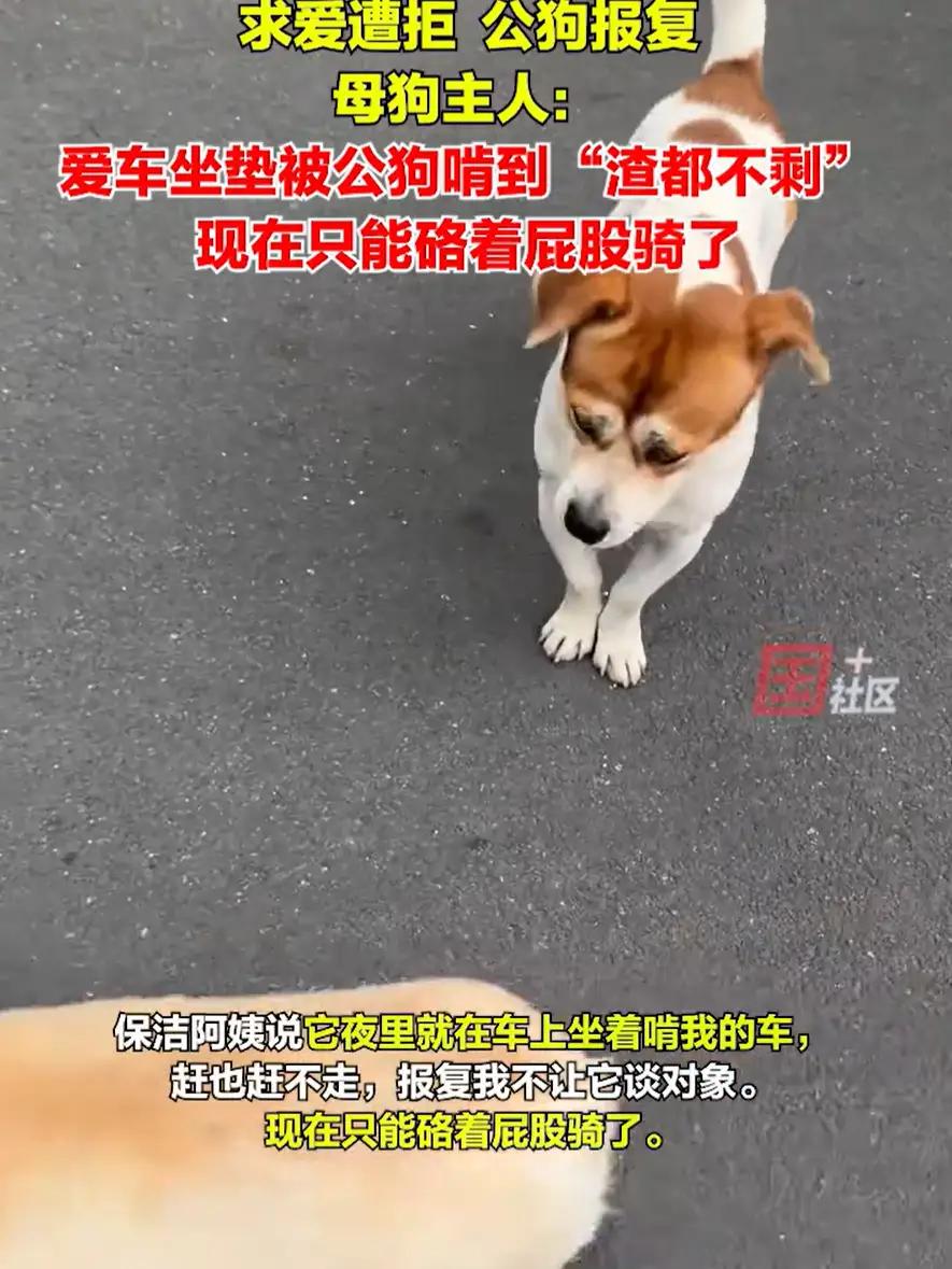 安徽合肥，女子在小区遛狗时，经常被一条大狗跟着，她知道这是公狗在对自家的母狗求爱
