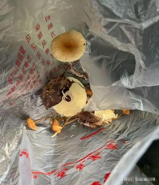 浙江一村民，山上采摘蘑菇后，经AI识别确认无毒后食用，结果差点丢了命……