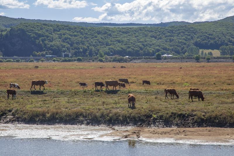 种养殖三年血本无归，这事儿太闹心了。就说养殖，养牛和养羊差别就很大。我身边好几个