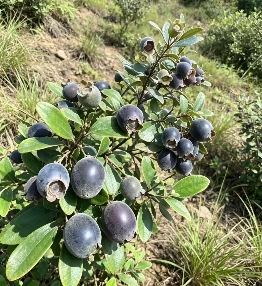 超市买不到，花钱也种不出来！雷州半岛的野生稔子，才是真正的“山珍”“七月七