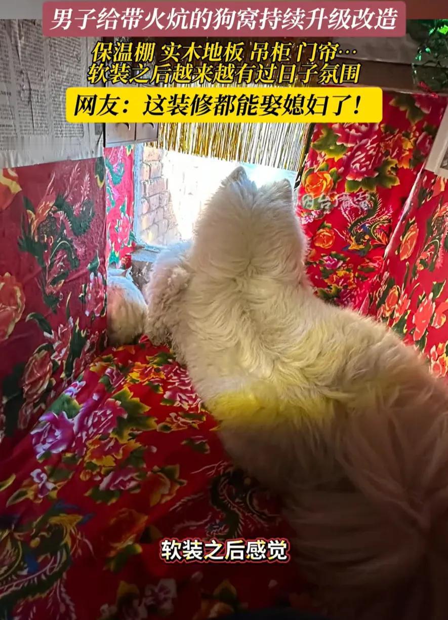 黑龙江哈尔滨，小狗冻到打摆子现场！一男子，太硬核，瞅见毛孩子直哆嗦，连夜盘了个火