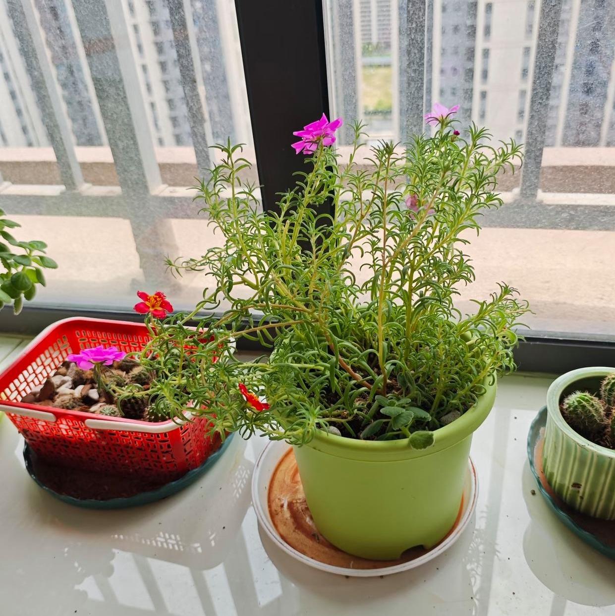 条件再好的对象，遇上这种婆婆要三思外甥女谈的男友条件很亮眼，183的个子，