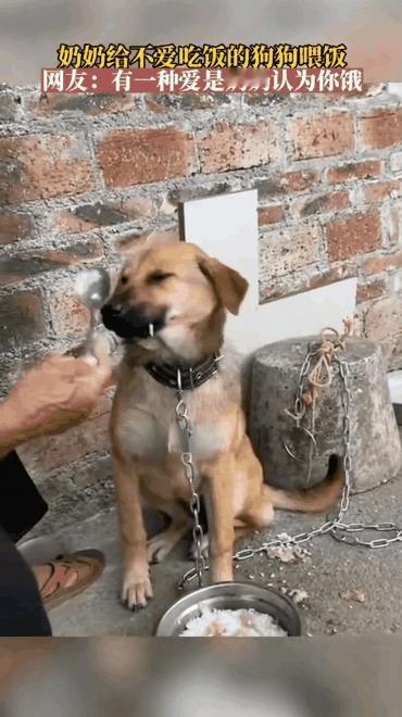 笑不活了！广东，因狗子不爱吃饭，所以奶奶每天给狗子做完饭后都会主动喂它吃。可是狗