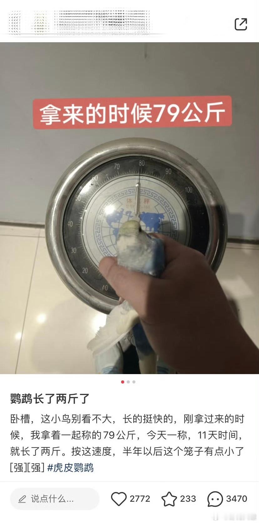 买来的鹦鹉十一天长了两斤了🦜​​​