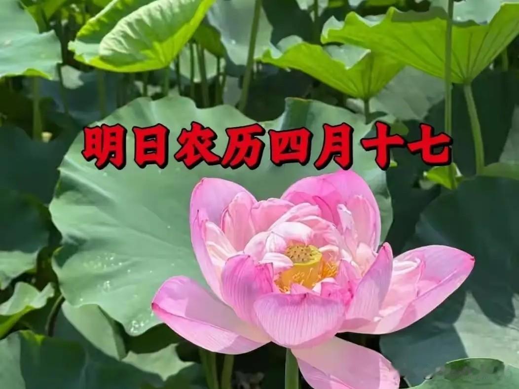 明日四月十七，老规矩记牢：做好4件事，身心舒畅，福气自然来明天是农历四月十