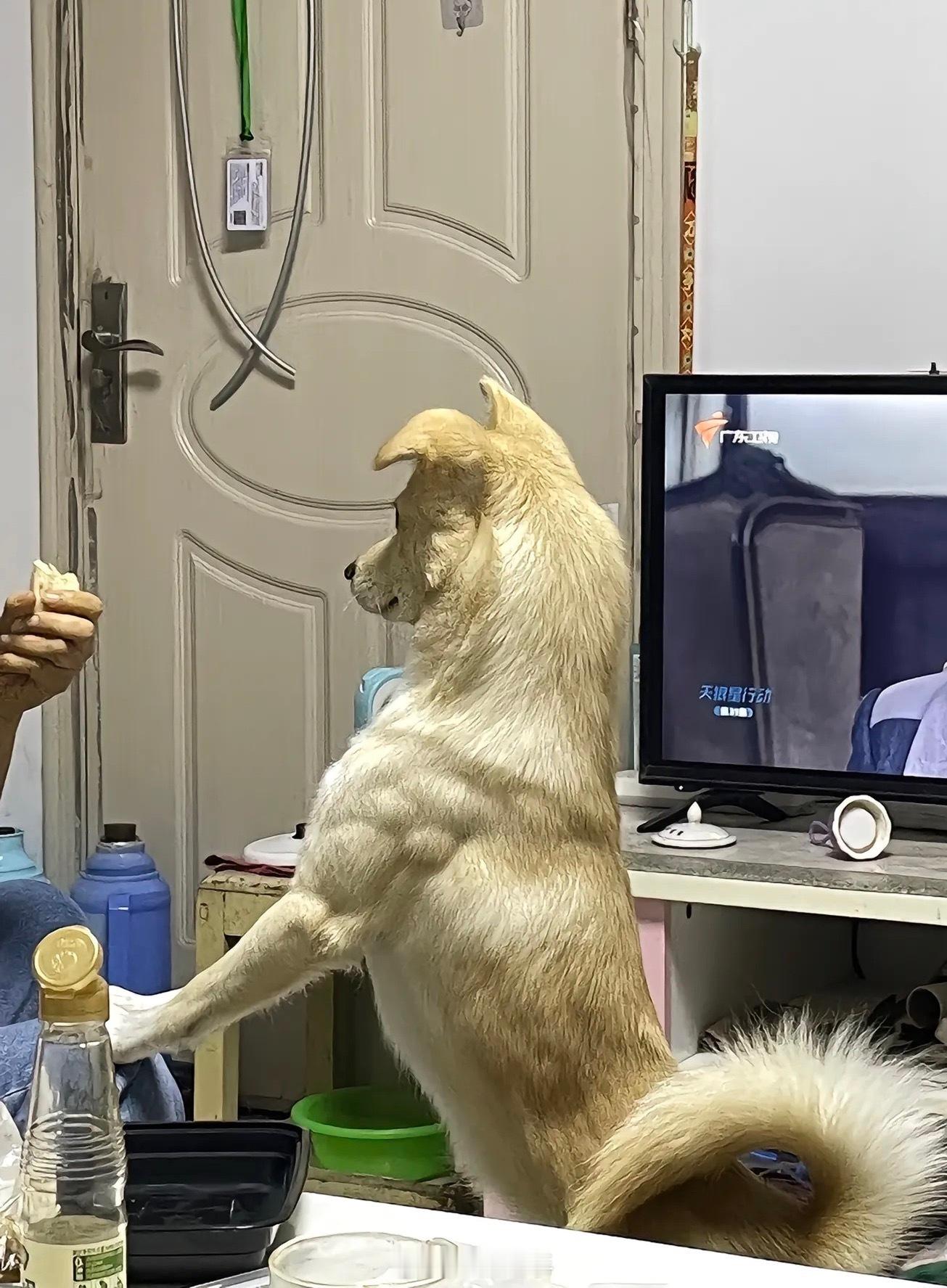 求此狗的饮食和生活习惯[doge]​​​