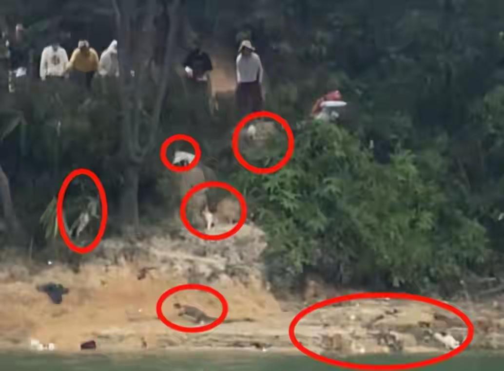 “伪善”底裤直接被扒光！近日，放生团伙在水库附近放生千只猫咪的事情闹得沸沸扬