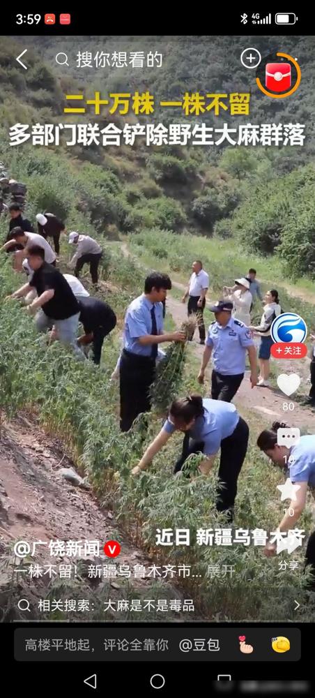 之前总说野外不会有大规模大麻，这回直接被眼前二十万株连片群落打脸。说真的我之