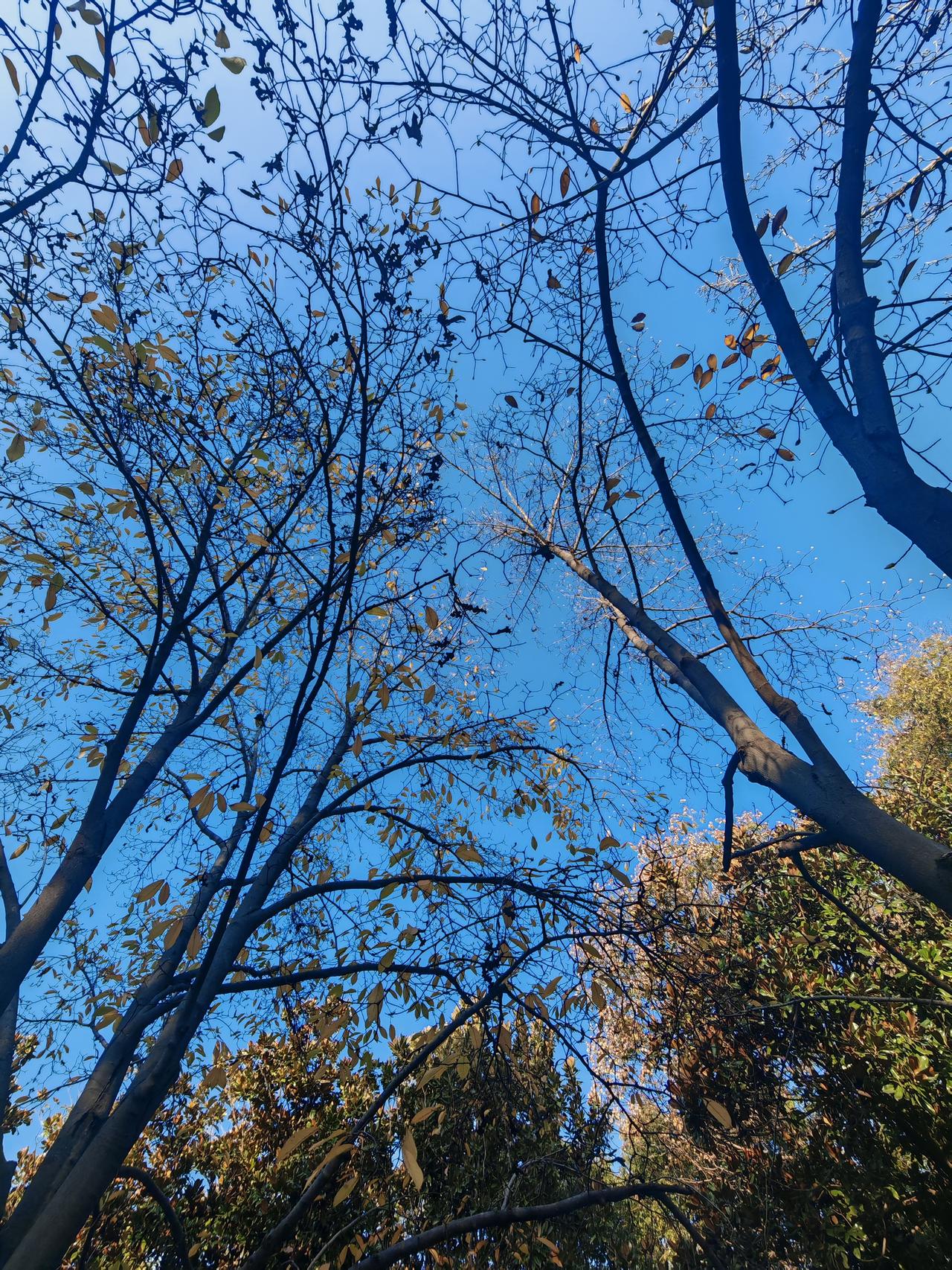 每日晒最美照片，今天必须分享鸟语花香的画面。就像2025年秋南岳山间民宿前的那片