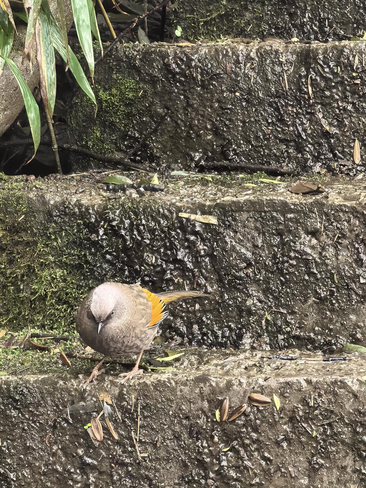 在金佛山景区的云端步道上，发现一支挺漂亮的小鸟，也不知是什么鸟，挺可爱的，不怕人