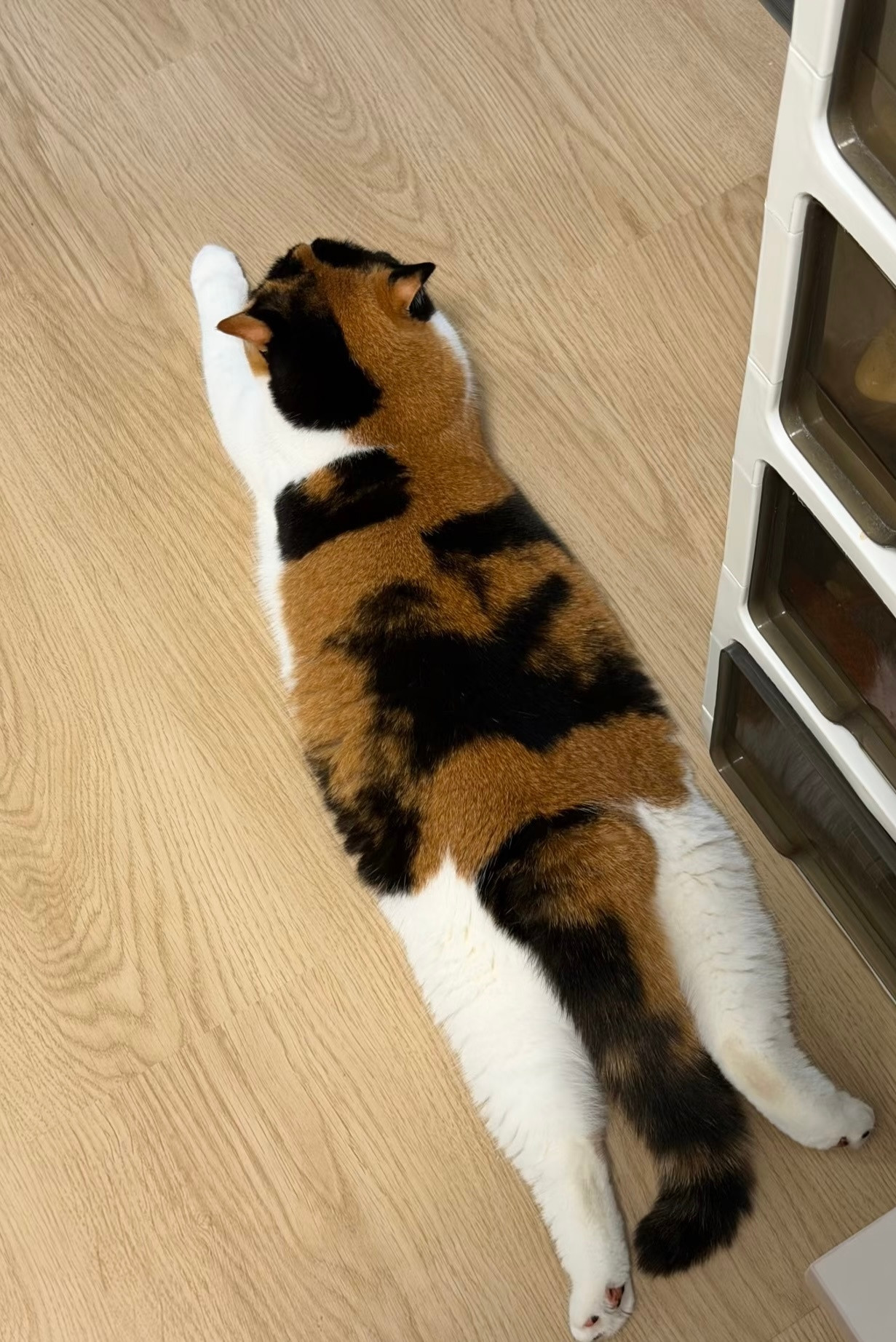 猫猫你是一块小猫毯​​​