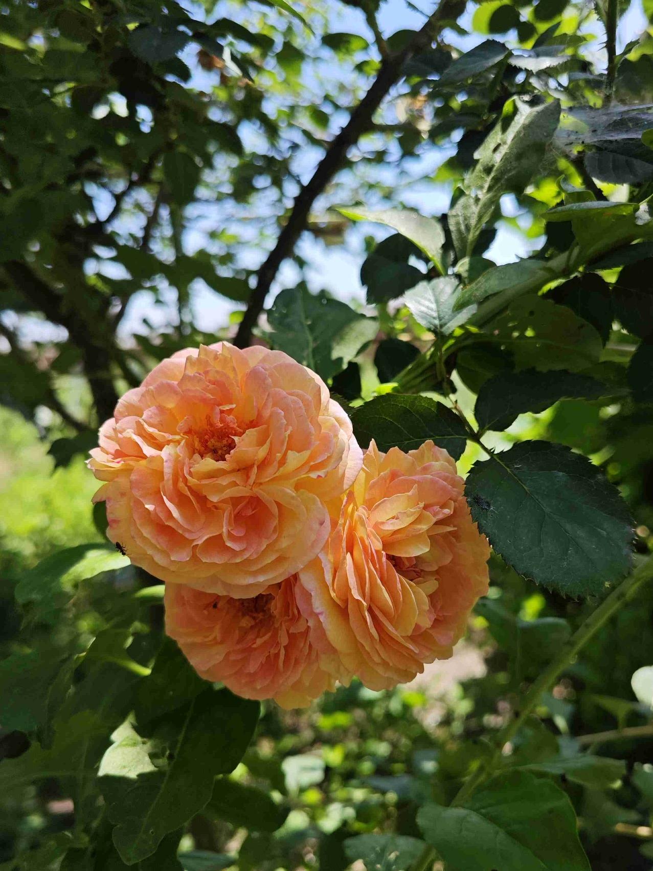 此时的天，已雨过天晴，太阳也露出了笑脸。今日岛城天气，气温16～25°C，西北