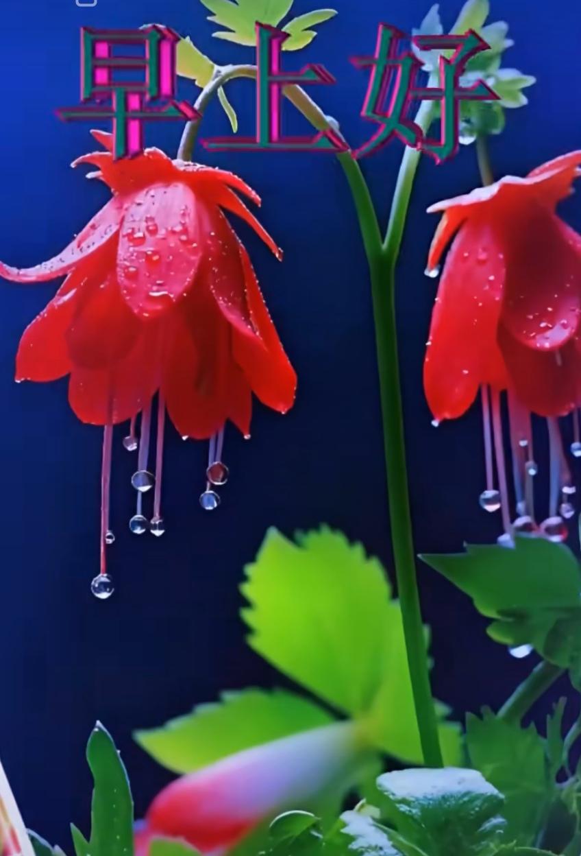 天邊之美是彩虹，人間之美是真誠，心中之美是朋友，一生之美是平安，每天都有