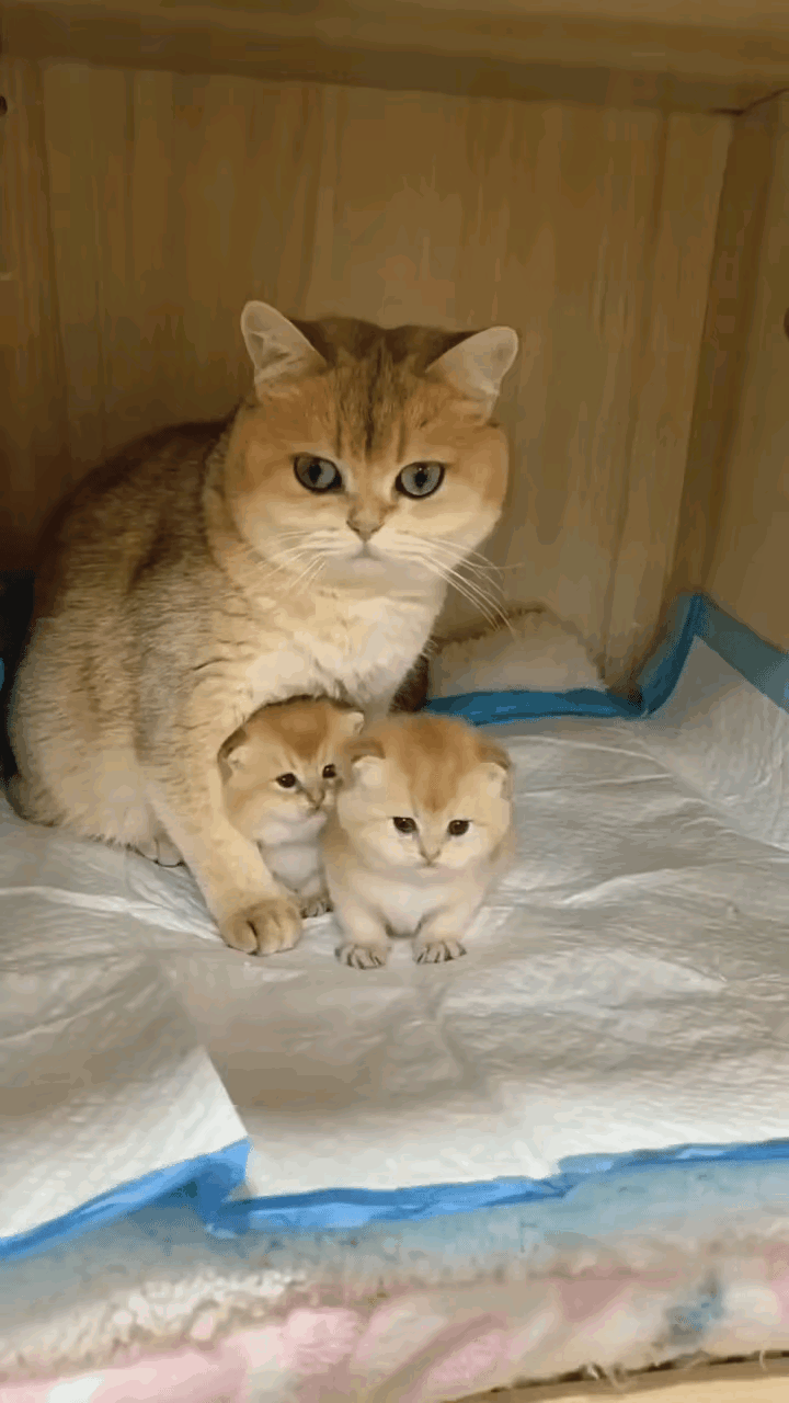 快看！我生的是双胞胎小猫，不多不少刚刚好！两个小宝贝金贵得很，我在旁边守得牢牢