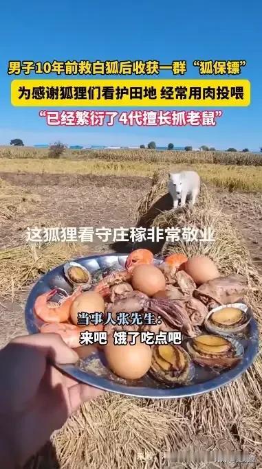 【太暖了！东北男子救白狐10年，竟收获一群“狐保镖”】10年前，黑龙江五常