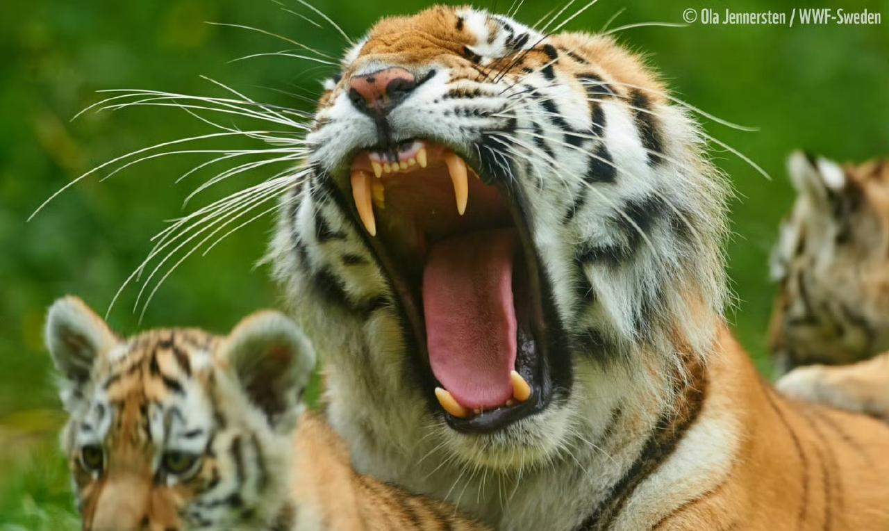 然而，由于栖息地碎片化、盗猎等人类活动的影响，东北虎的生存一度面临严峻挑战。它们