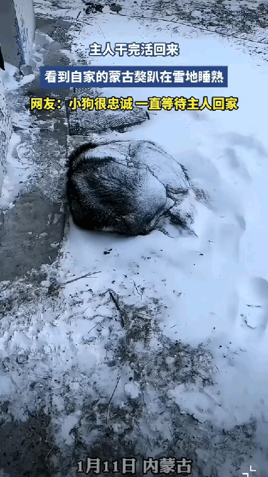 太有灵性了！内蒙古那大姐干完活回家，瞅见门口一黑点，心里“咯噔”一下，还以为是啥