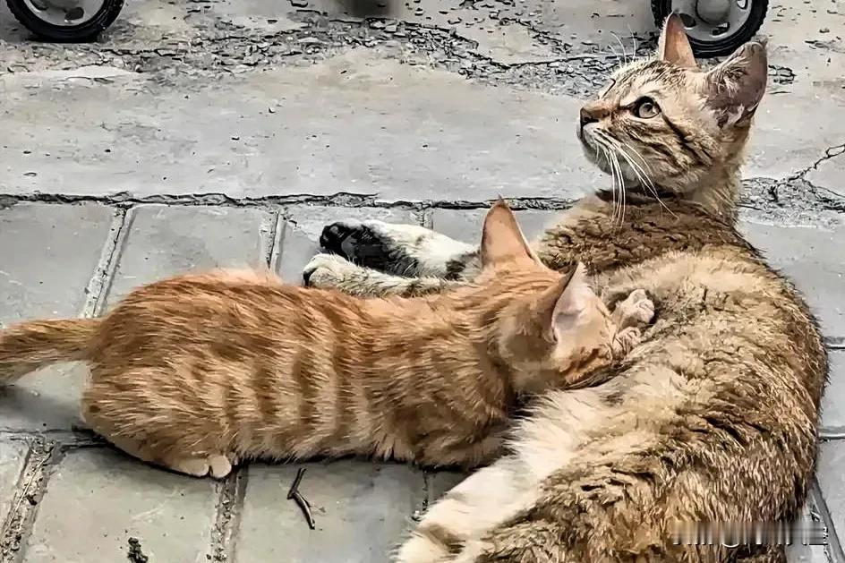 在我们小区门口，住着一对特别的橘猫母子。猫妈妈去年冬天生下了四只小猫崽，随着时间