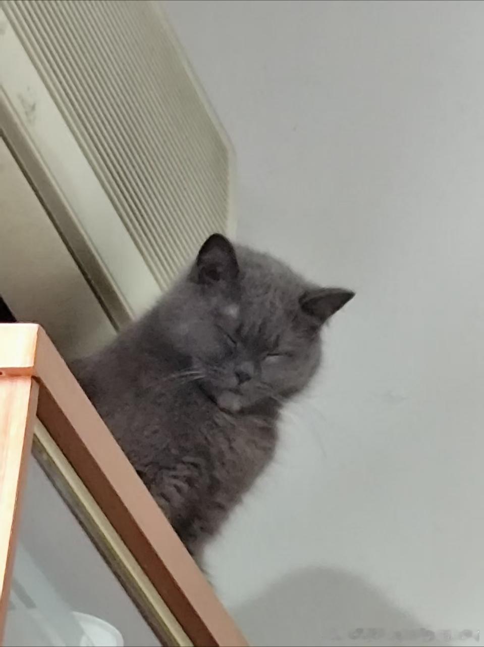 50603【丑猫】最美蓝猫饭团