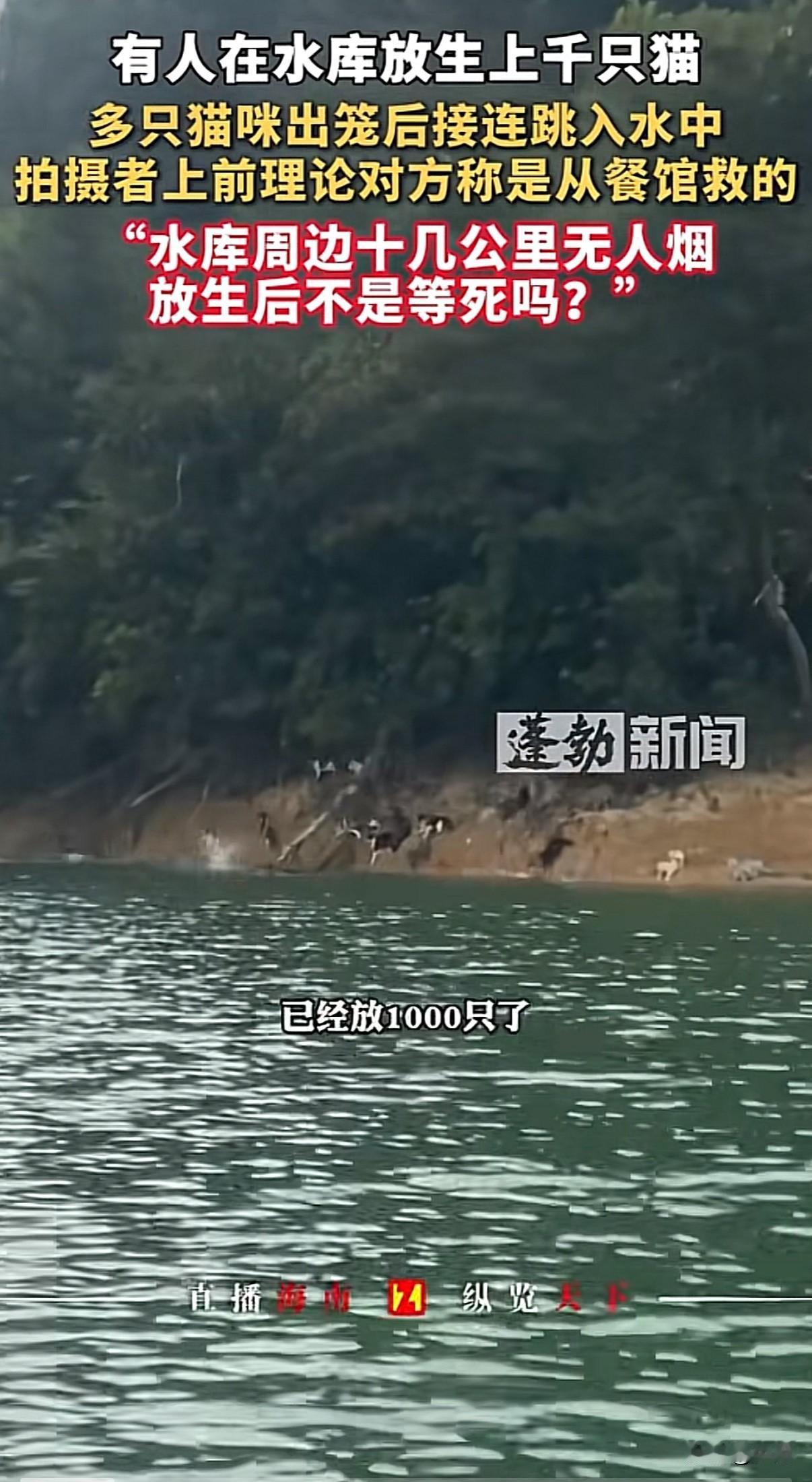 太气人了。广东清远迎咀水库又有人放生大量猫咪，视频里那些人戴着口罩，把一个个笼子