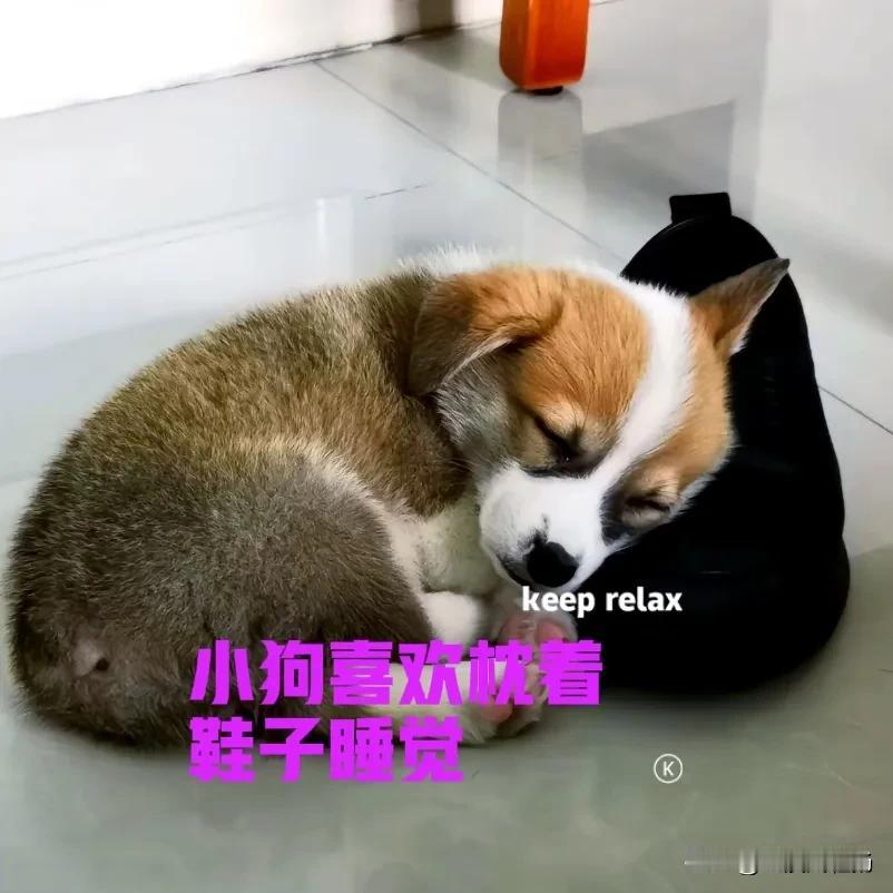 下班回家的路上，在路边的绿化带发现一只小狗。小狗看起来应该刚满月，它不停在地上嗅
