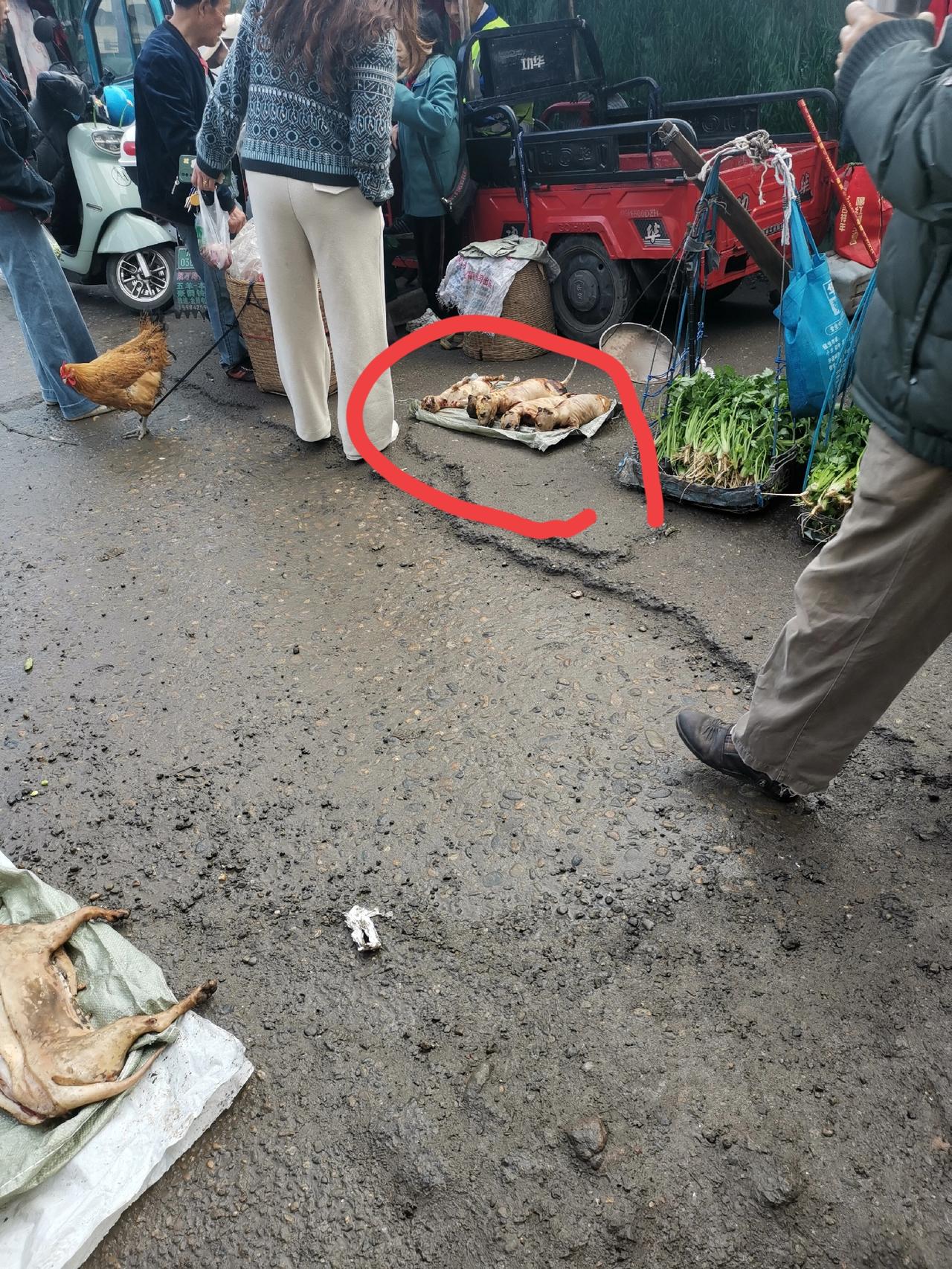 今天在菜市场看到这么几个小东西看到有点肉麻是什么动物有点兔子我不好走拢