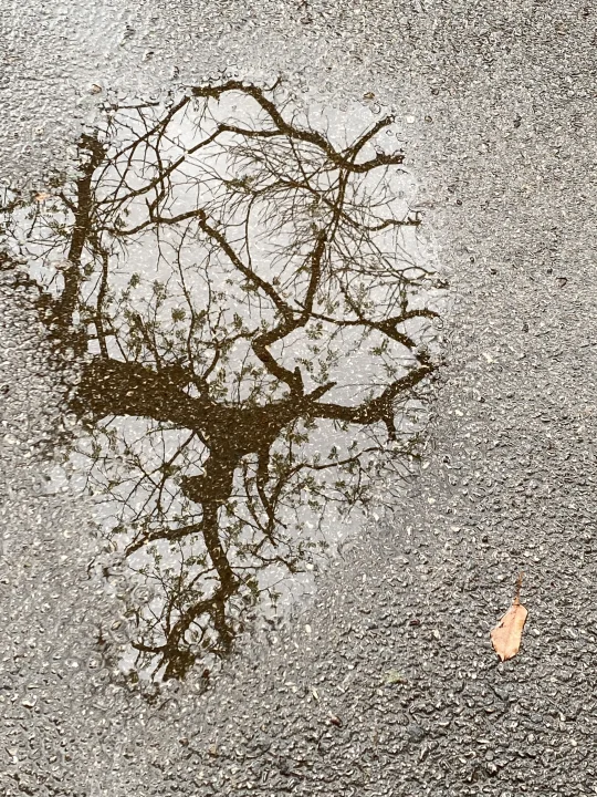 水坑也能是一幅画