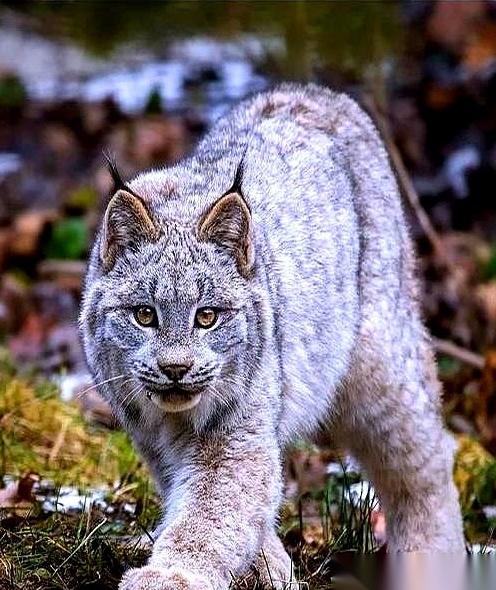 在老猎人嘴里，狼群根本排不上号。他们进林子最怕的，是撞见一只“猫”，一只叫猞猁的