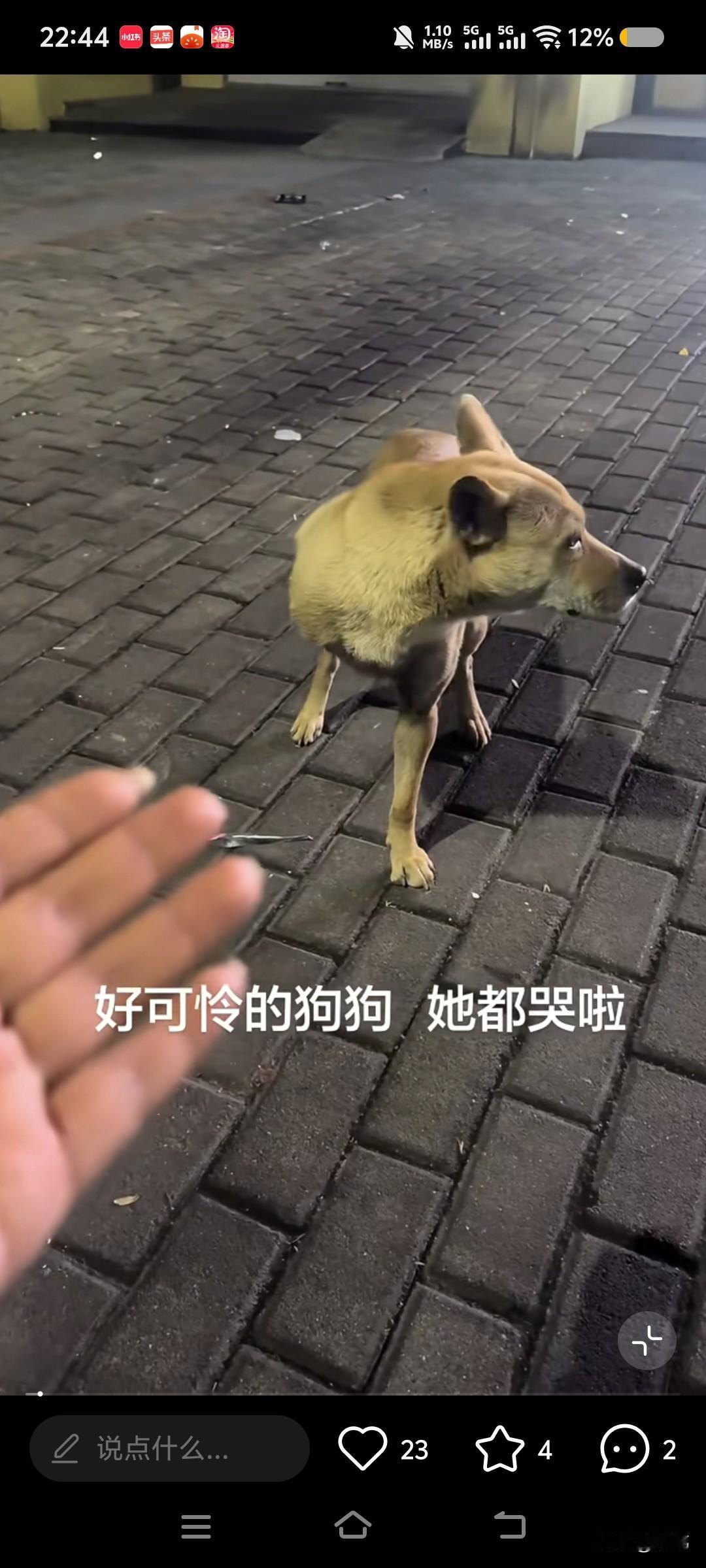 泪目了！这天夜里一位小姐姐去公园散步，当她走到一个广场的时候，看到了一只只有三只