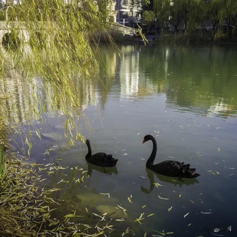 要说合肥风景好的公园路，骆岗公园和天鹅湖公园都很有特色。骆岗公园的路就像一条绿