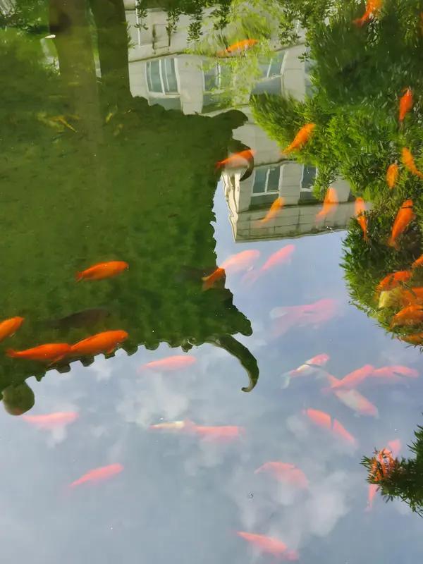 刷到“池边看鱼跃”这个上联，画面感直接拉满，就像自己正蹲池塘边，看着小鱼欢快蹦跶
