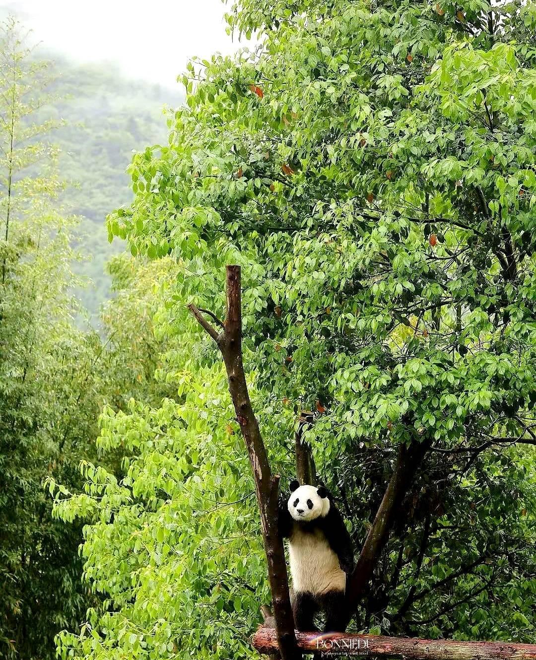 5月25日，福宝扶着树人里人气的，眺望着远方。郁郁葱葱的院子像一幅画一样～这小
