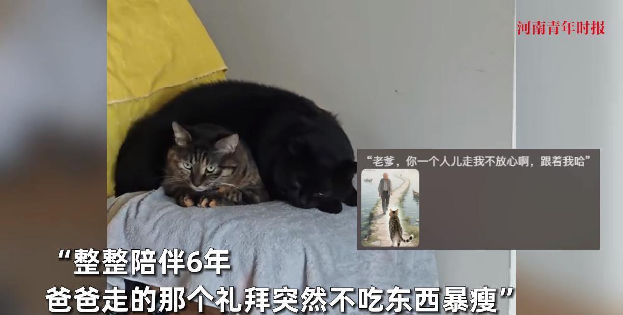 “这下科学也没法解释了！”山东烟台，一位老人离世，不料当天家里的猫咪也走了，而且