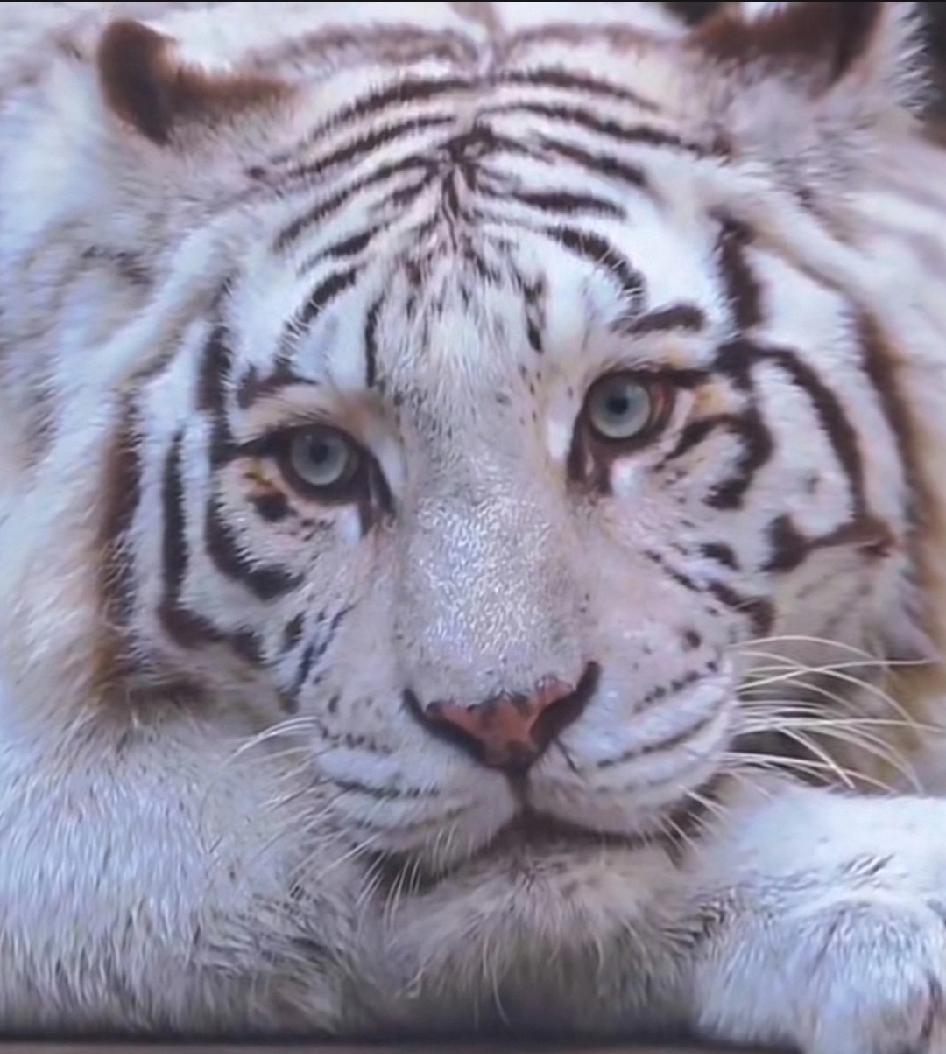 同一个爸妈，孩子差别有点儿忒大了！虎妈葵葵和虎爸永永颜值都不低，虎儿子大白合着啥