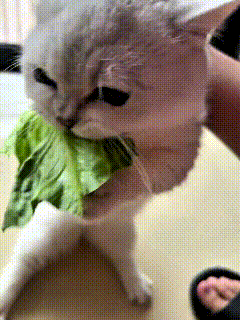 哎呀妈呀老铁！咱家这小猫养得也太省心了别人家猫咪顿顿惦记肉跟鱼，它倒好，专爱吃