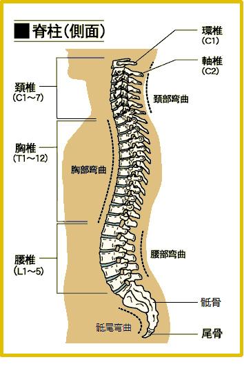 站桩、八段锦对脊椎、腰肌有好处，但并不能治好腰突有一种说法很流行，就是站桩只