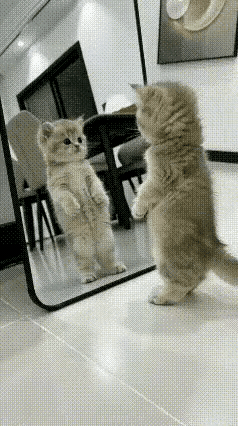 笑喷了！这位女主人买全身镜本来是为了自己试衣服方便，结果万万没想到，直接被家里猫