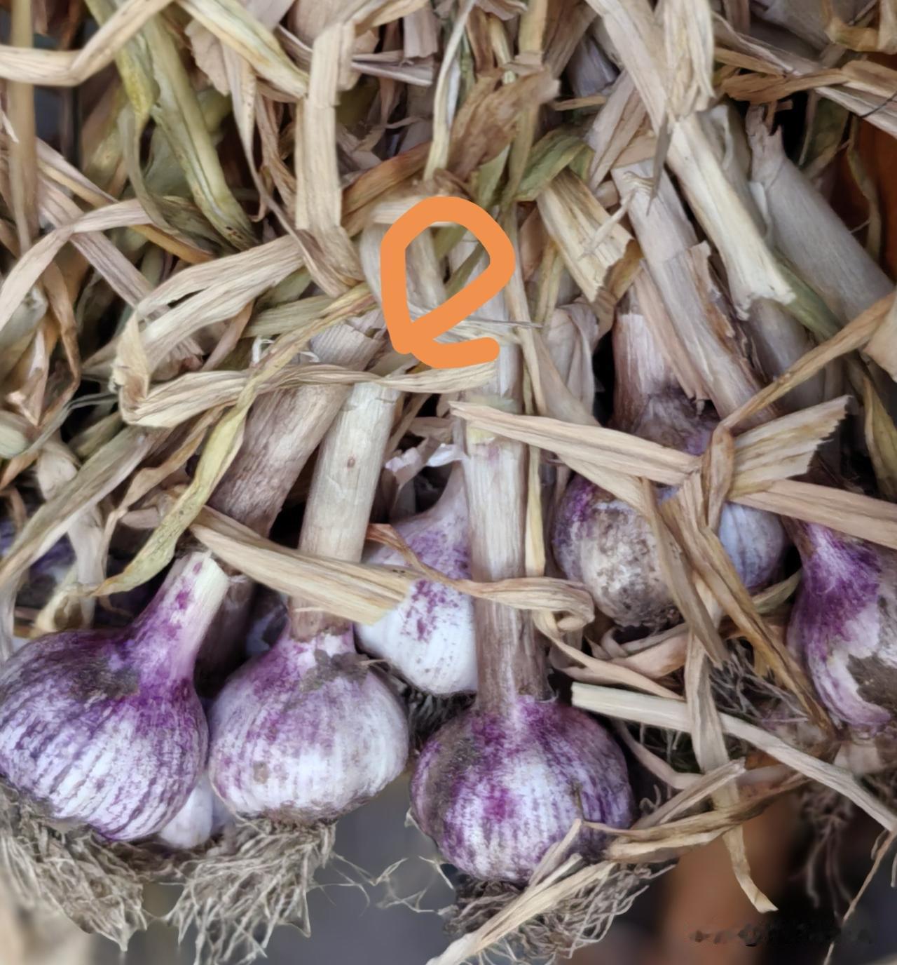 保护种蒜瓣，要切记“三不”——1、不要浸泡。浸泡催芽是胡闹。2、不要