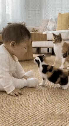 小猫咪一巴掌拍哭小宝宝，本来是让人有点生气的画面，结果猫妈妈的操作，直接看暖了所
