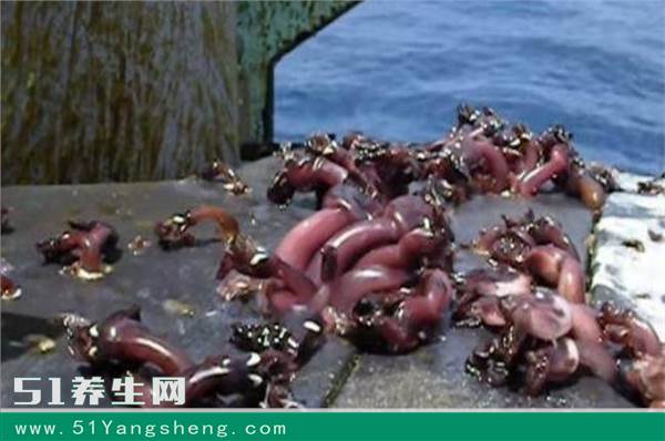 海船上发现扭动的“肉块”生物, 渔民拿到城里去卖一斤1000块
