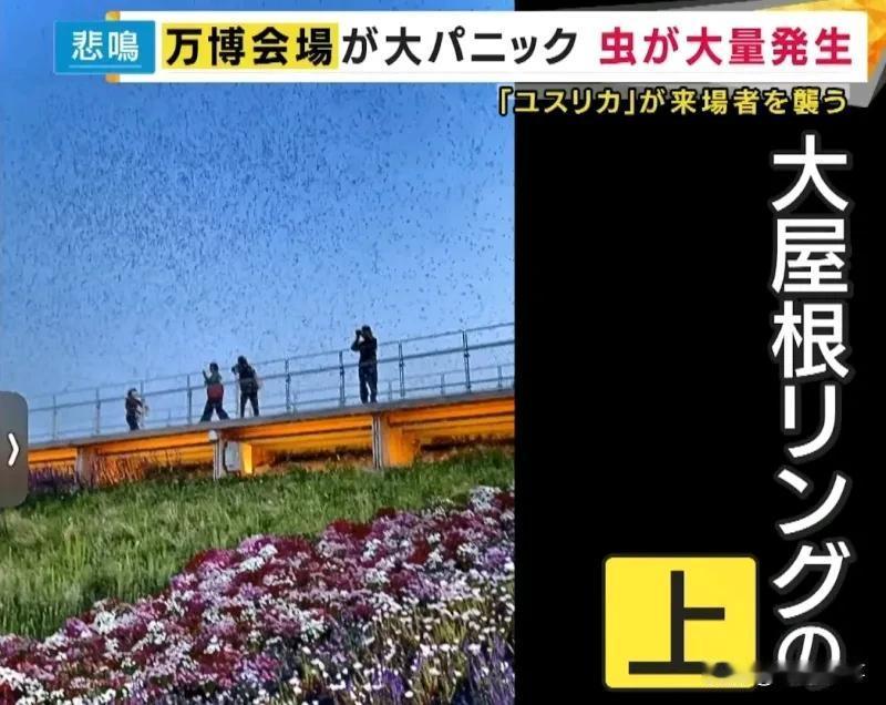 “虫灾”肆虐大阪世博会，蚊子如乌云密集状况频出的大阪世博又出幺蛾子，近期出现