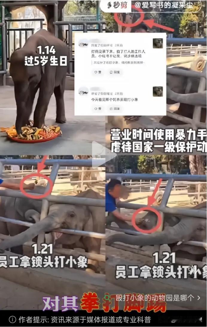 那个游客的回忆，真的看得我心里一阵阵发堵。说是喂完水果，小象把盛水果的纸碗一