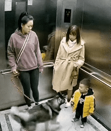 这狗主人麻木不仁，应该直接起诉处罚。