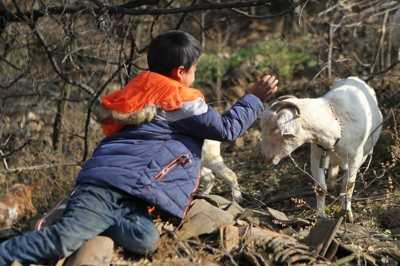 420元小羊炒到13万！见大人就装死，遇小孩就卖萌，主人拒售理由太暖心家人