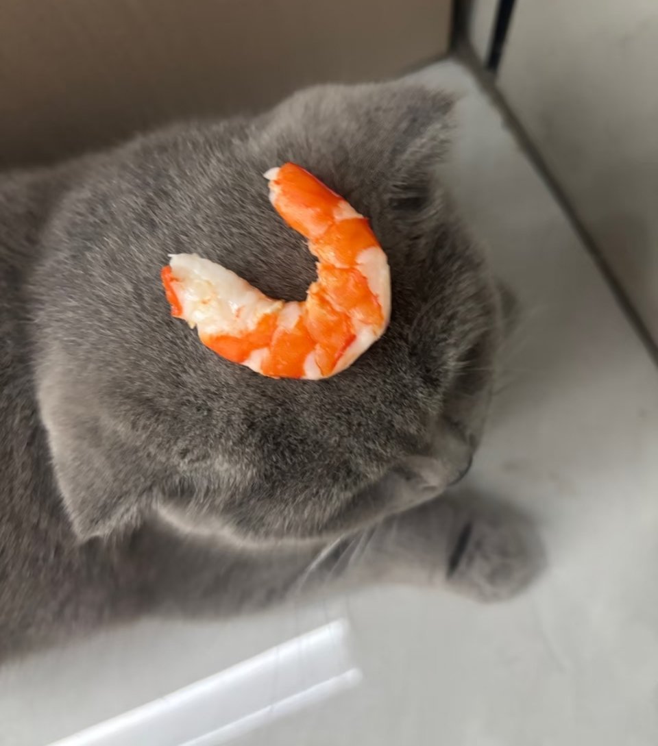 猫猫：咦，怎么总觉得天花板香香的​​​