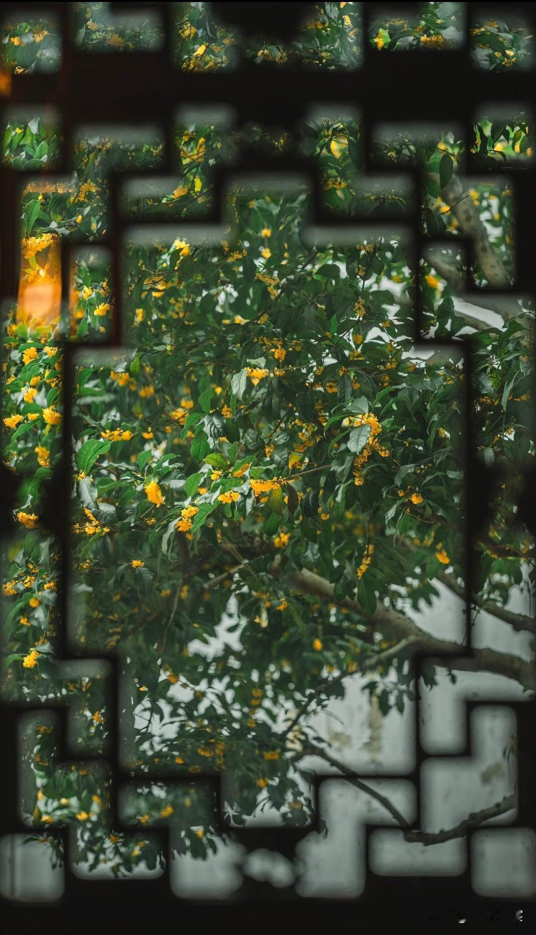 酒醒灯暖人，露重桂花香。