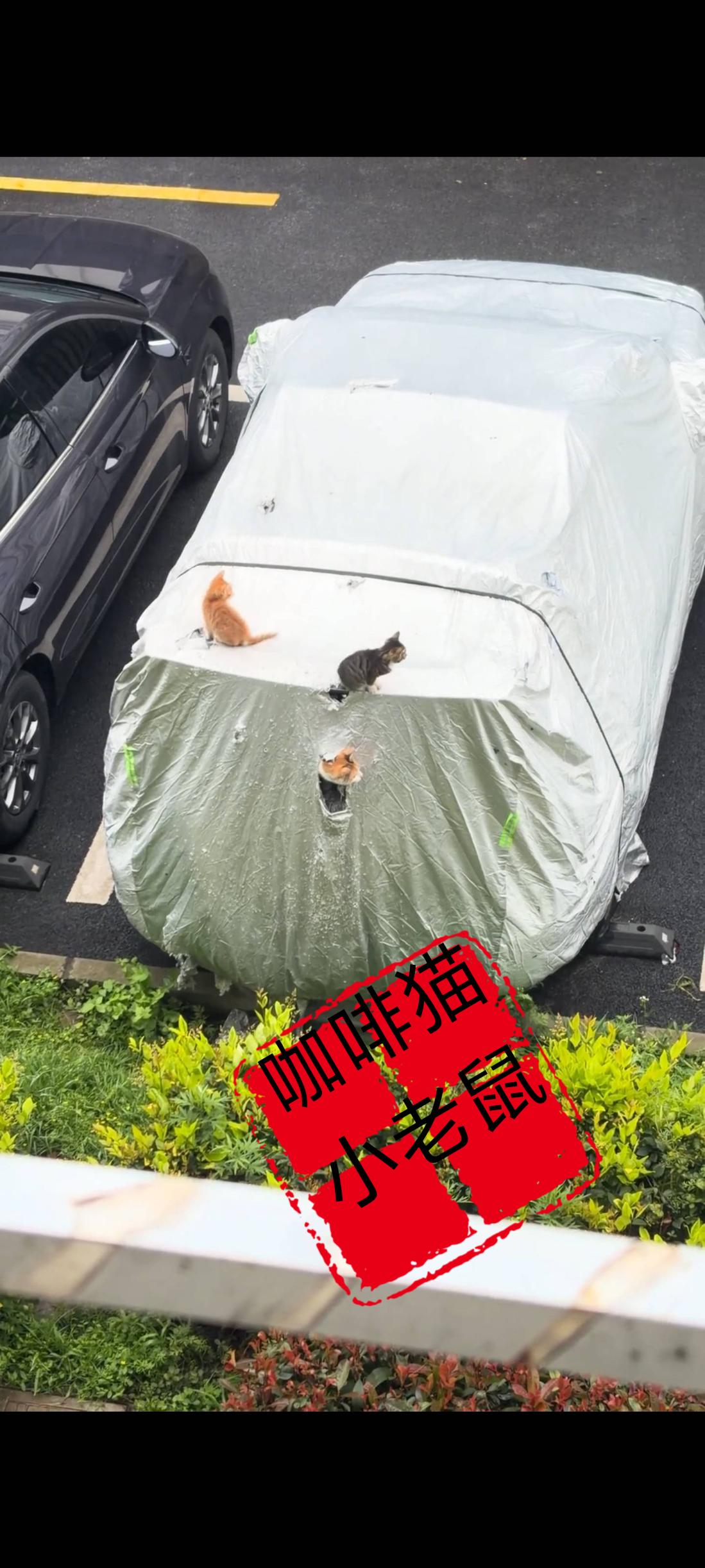 谁家邻居停放了几个月的车辆上，竟然从后备箱的汽车网罩中间破了一个大洞，当拍摄者仔