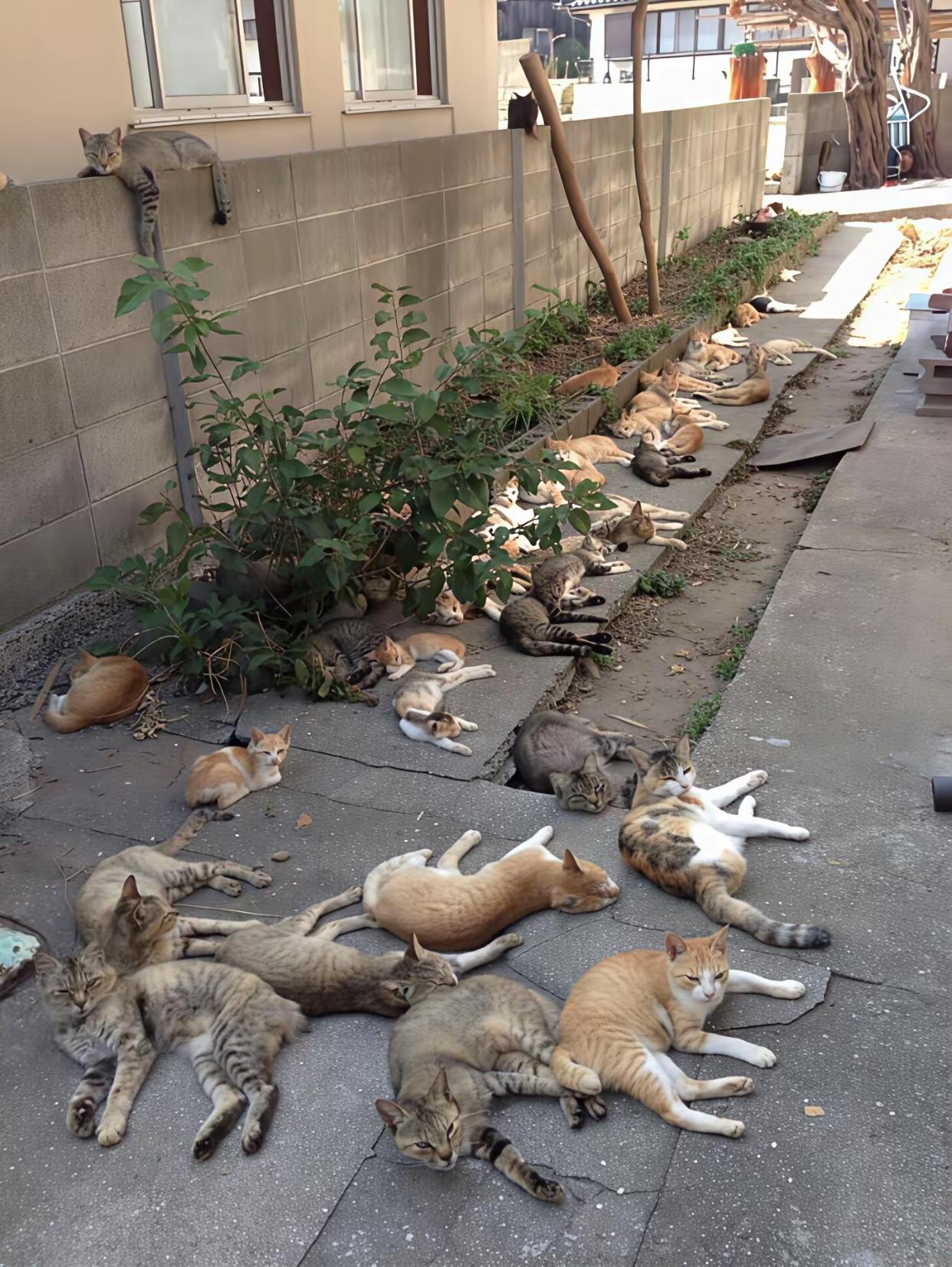 隔壁的大姐哪哪儿都好就是爱养猫自己养还帮别人养还捡流浪猫养家门口的路上都