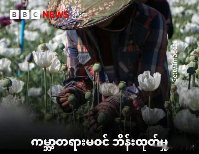 缅甸鸦片产量连续五年世界第一！2025年12月初，联合国毒品和犯罪问题办公室